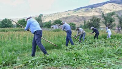 MUŞ (AA) – Muş'ta ot biçme döneminin başlamasıyla sabahın erken
