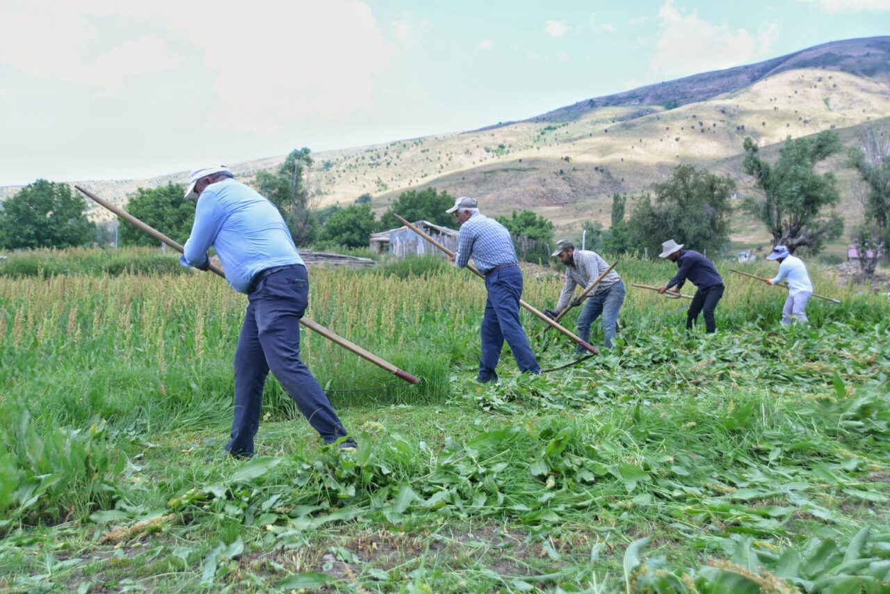 MUŞ (AA) – Muş'ta ot biçme döneminin başlamasıyla sabahın erken