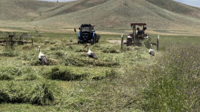 HAKKARİ (AA) – Hakkari'nin Yüksekova ilçesinde bulunan Nehil Sazlığı'nda yaşamını