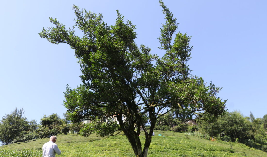RİZE (AA) – Rize'nin Çayeli ilçesindeki 70 yıllık çay ağacının
