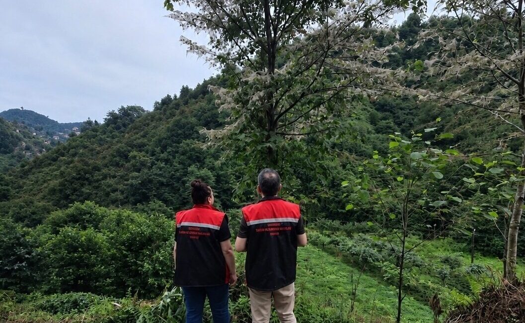 SAMSUN (AA) – Karadeniz Tarımsal Araştırma Enstitüsü, Rize'de yoğun olarak