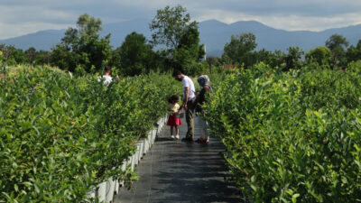 SAKARYA (AA) – Sakarya'da oluşturduğu bahçede mavi yemiş üreten peyzaj