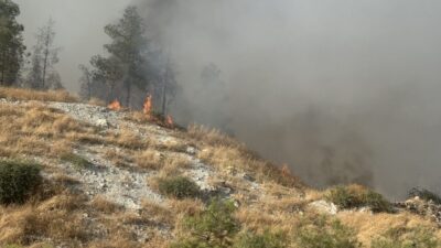 ŞANLIURFA (AA) – Şanlıurfa'nın Haliliye ilçesinde otlukta çıkan ve ormanlık