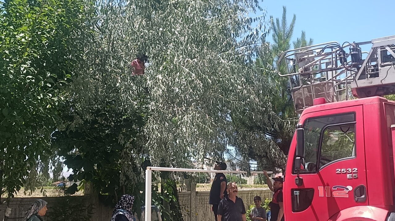 SİVAS (AA) – Sivas'ın Şarkışla ilçesinde çıktığı ağaçta mahsur kalan