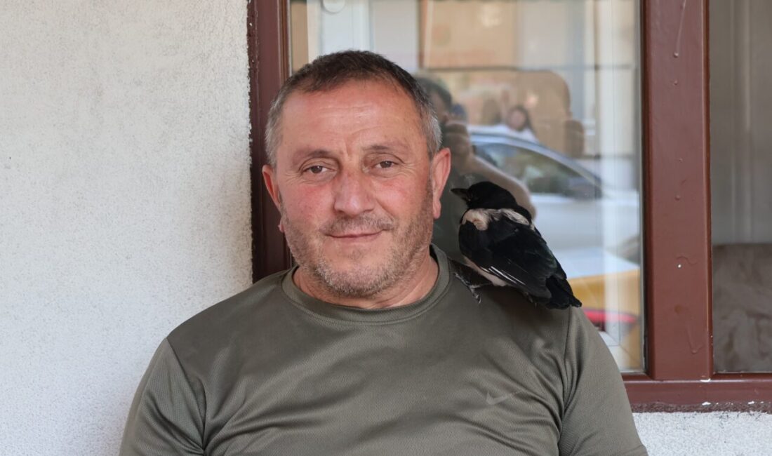 AMASYA (AA) – Amasya'da taksi şoförleri, bitkin halde bulup besledikleri