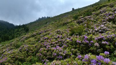 TRABZON (AA) – Trabzon'un Akçaabat ilçesine bağlı Taşlıoba Yaylası, her