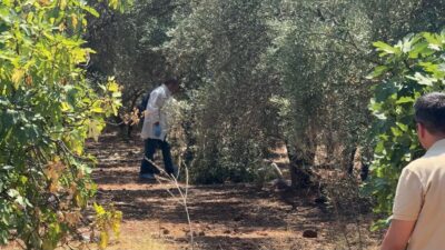 ANTALYA (AA) – Antalya'nın Kepez ilçesindeki zeytinlik alanda, elleri arkadan