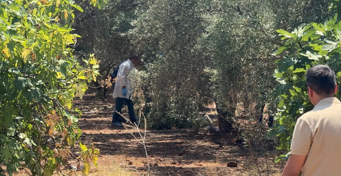 ANTALYA (AA) – Antalya'nın Kepez ilçesindeki zeytinlik alanda, elleri arkadan