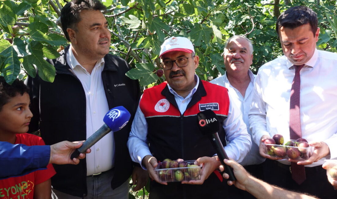BALIKESİR (AA) – Balıkesir'in Havran ilçesinde yetişen coğrafi işaret tescilli