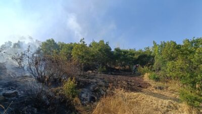 BİNGÖL (AA) – Bingöl'de meşelik orman ve mera alanlarında çıkan