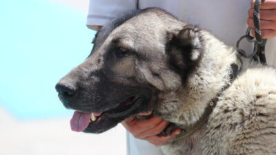 SİVAS (AA) – Kangal köpekleri, ana vatanları Sivas'ta "Irk Standartları