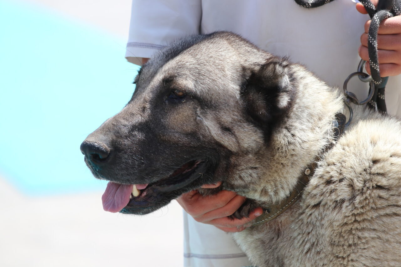 SİVAS (AA) – Kangal köpekleri, ana vatanları Sivas'ta "Irk Standartları
