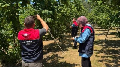 - Tarım ve Orman İl Müdürü Uzun:
- "Üreticilerimizin ürünlerini doğru