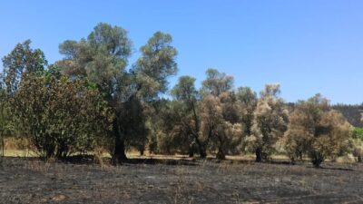 MUĞLA (AA) – Muğla'nın Fethiye ilçesinde çıkan orman yangınından etkilenen