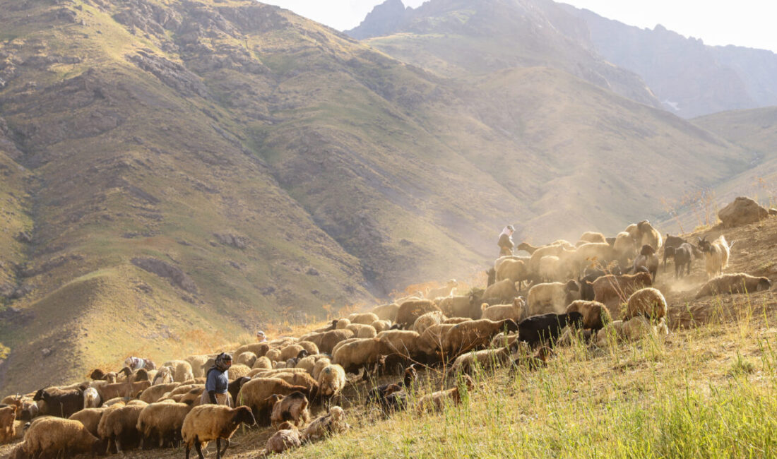 HAKKARİ (AA) – Hakkari'nin Şemdinli ilçesinde kadın üreticiler yaylalarda koyun