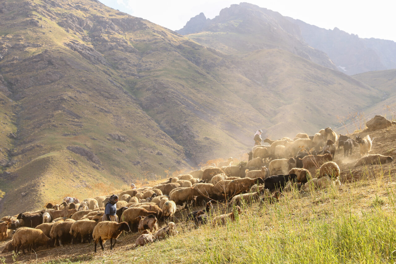 HAKKARİ (AA) – Hakkari'nin Şemdinli ilçesinde kadın üreticiler yaylalarda koyun