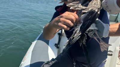 İZMİR (AA) – İzmir'in Balçova ilçesinde misinaya dolandığı için uçamayan