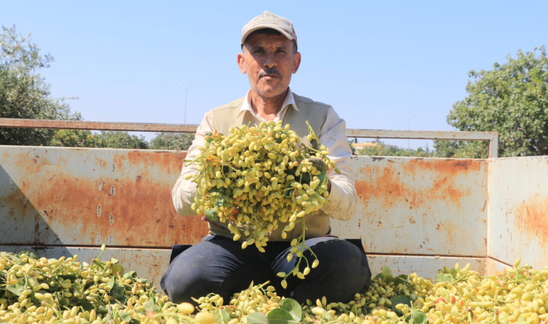 KİLİS (AA) – Kilis'te üreticiler, boz Antep fıstığının hasadına başladı.