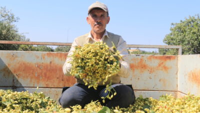KİLİS (AA) – Kilis'te üreticiler, boz Antep fıstığının hasadına başladı.