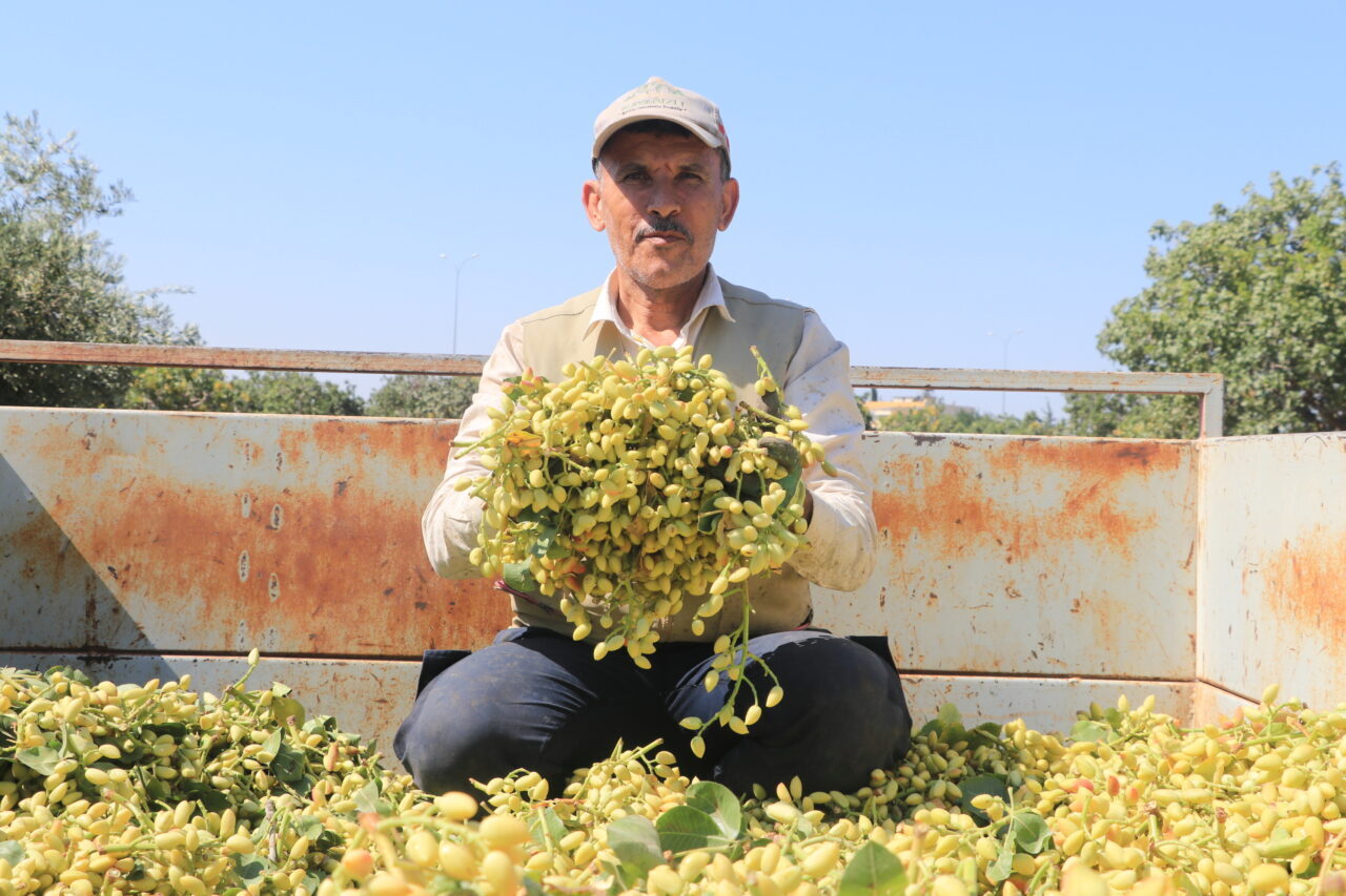 KİLİS (AA) – Kilis'te üreticiler, boz Antep fıstığının hasadına başladı.
