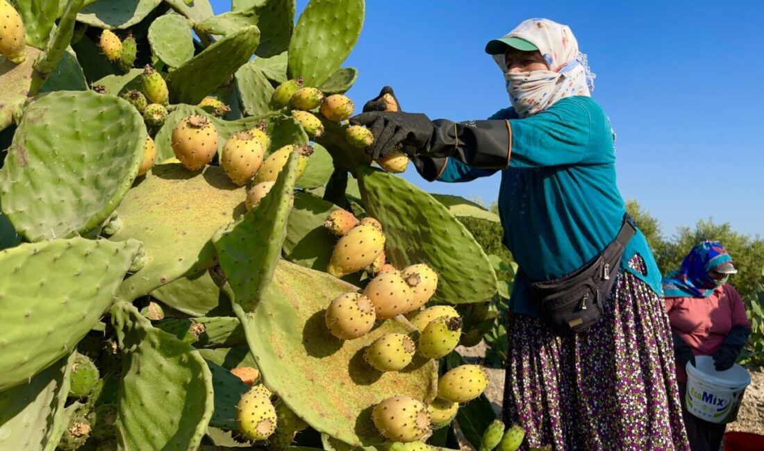 MERSİN (AA) – Mersin'in Tarsus ilçesinde dikenleri nedeniyle toplanması özel