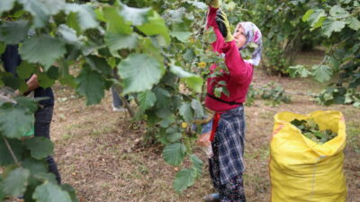 ORDU (AA) – Ordu'nun sahil kesiminde fındık üreticileri, hasat başlangıç
