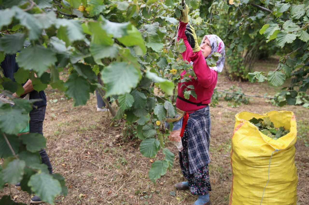 ORDU (AA) – Ordu'nun sahil kesiminde fındık üreticileri, hasat başlangıç