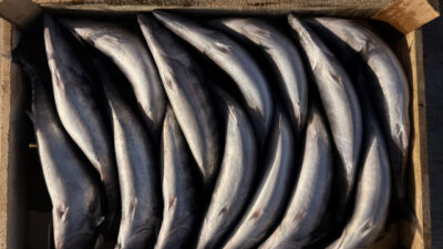 - Karadeniz'e kıyısı bulunan Kocaali ilçesinde küçük ölçekli tekneleriyle denize