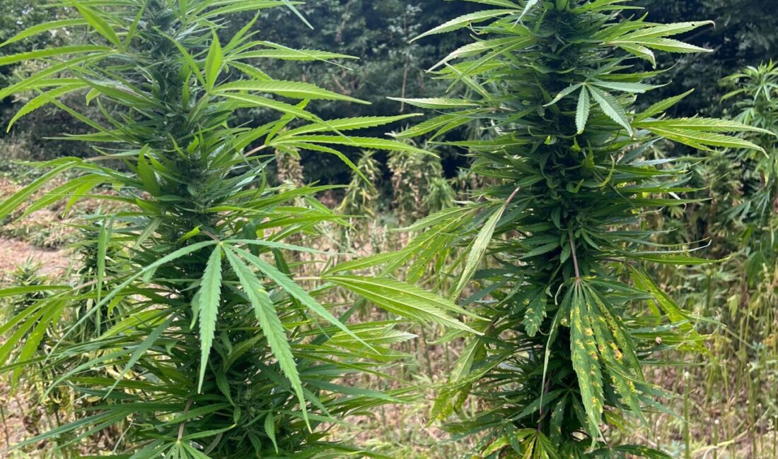 SAMSUN (AA) – Samsun'un Bafra ilçesinde düzenlenen operasyonda 138 kilogram