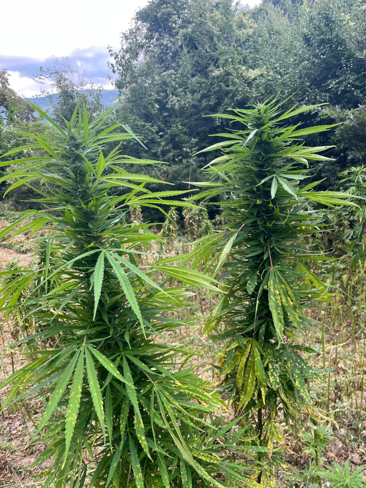 SAMSUN (AA) – Samsun'un Bafra ilçesinde düzenlenen operasyonda 138 kilogram
