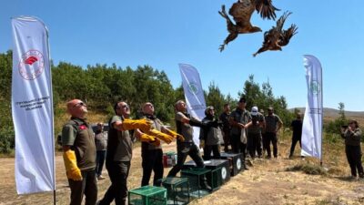 BİTLİS (AA) – Van'da tedavileri tamamlanan 2 kaya kartalı ile