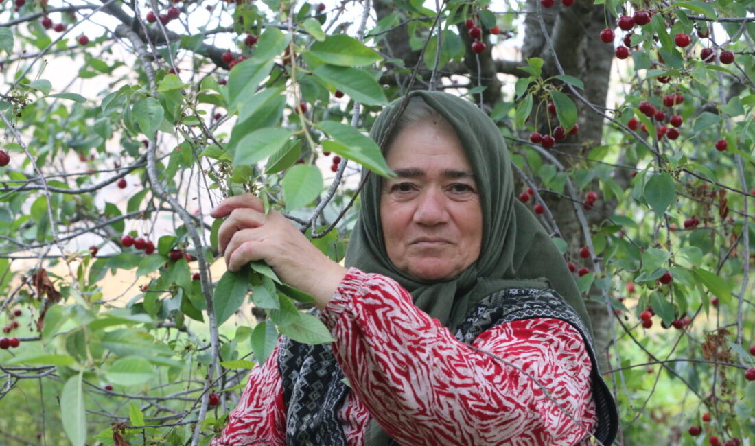 TOKAT (AA) – Vişne üretiminin yoğun olduğu Tokat'ta çiftçilerin hasat