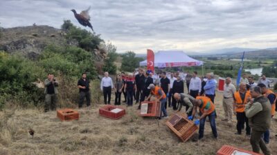 TOKAT (AA) – Erbaa Belediyesinin üretim tesislerinde yetiştirilen halkalı sülünler