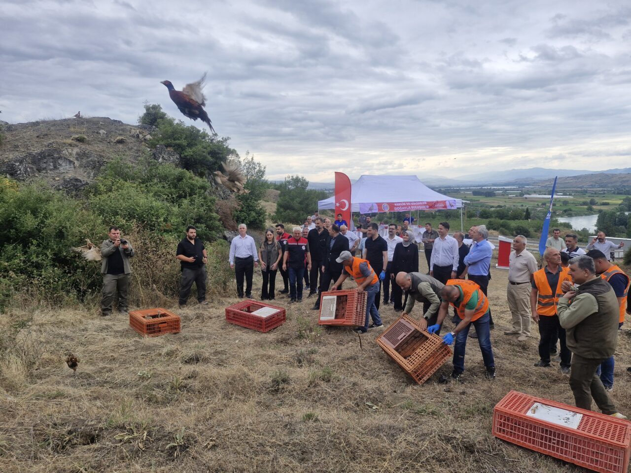 TOKAT (AA) – Erbaa Belediyesinin üretim tesislerinde yetiştirilen halkalı sülünler