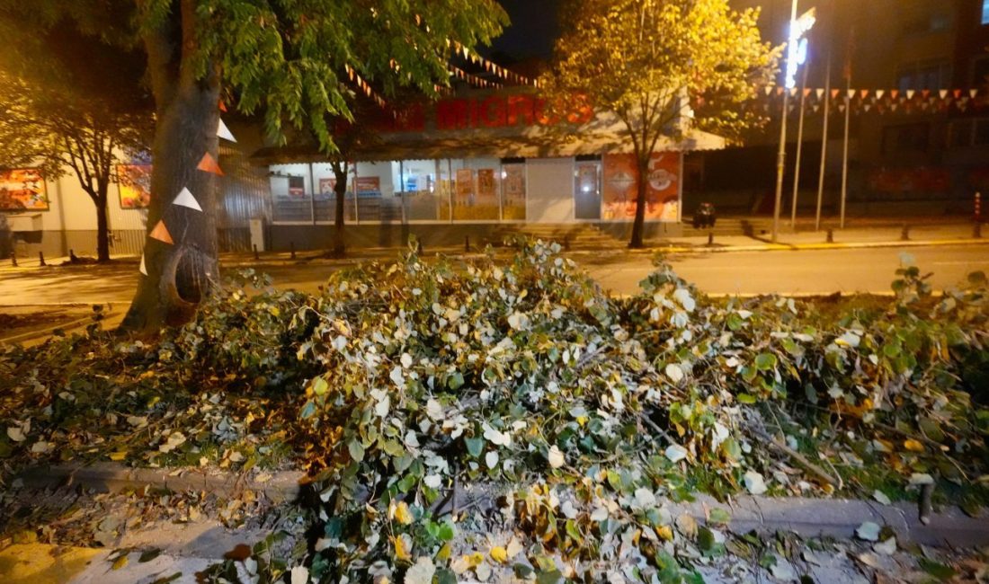 - Semt sakinlerinden Muhammed Erkam Bülbül:
- "Bu ağaçların önemli bir