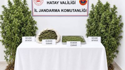 HATAY (AA) – Hatay'ın Altınözü ilçesinde, ormanlık alanda kenevir yetiştirdiği