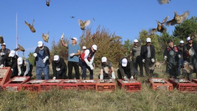 KASTAMONU (AA) – Kastamonu'nun Çatalzeytin ilçesinde yaban hayatının desteklenmesi ve