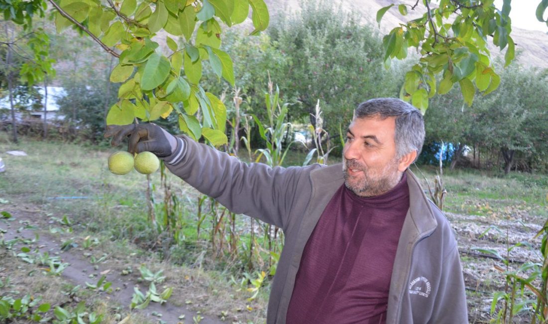 MUŞ (AA) – Muş'ta çiftçiler, kendine has aroması, ince kabuğu,