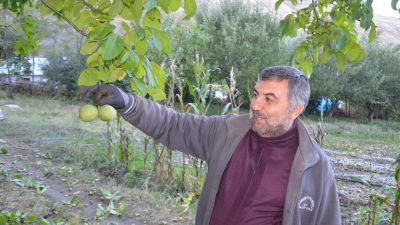 MUŞ (AA) – Muş'ta çiftçiler, kendine has aroması, ince kabuğu,